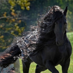 Αυτό είναι ίσως το πιο όμορφο άλογο στον κόσμο (pics+vid)